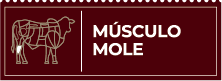 Músculo Mole
